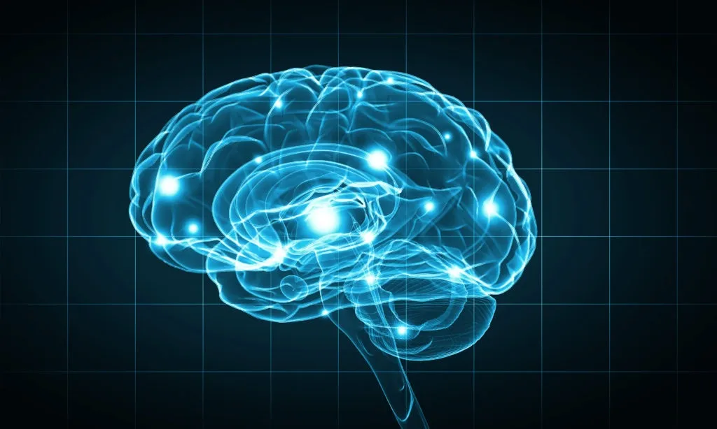 Illustration of the brain